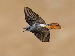 Image result for Corchorus saxatilis