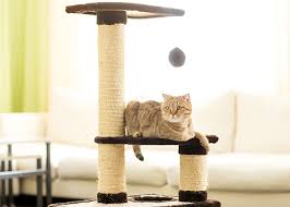Certified animal behavior consultant amy shojai writes, cats love with gifting. 5 Ways To Show Your Cats You Love Them