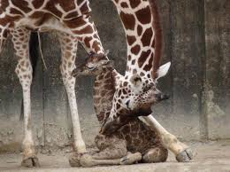 Zooborns Memphis Zoo Giraffe Zoo