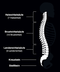 Die Wirbelsaule Wie Sie Funktioniert Und Warum Schmerzen Entstehen Fitkurs De