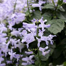 Image result for Plectranthus elegans