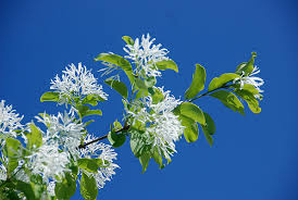 Image result for Chionodes continuellus