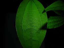 Image result for Loganiaceae