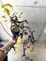 Image result for Cyphostemma mildbraedii