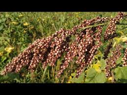 Image result for Sorghum × drummondii
