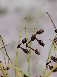 Image result for Lipocarpha micrantha