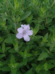 Image result for Anisotes sessiliflorus