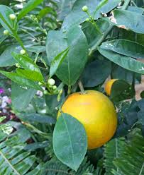 Can you please tell me how bad they are? Citrus Trees As Houseplants Horticulture And Home Pest News