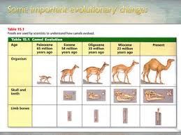 Camelid genomes reveal evolution and adaptation to desert environments. Evolution Of Camels Early Ancestor Protylopus Ppt Video Online Download