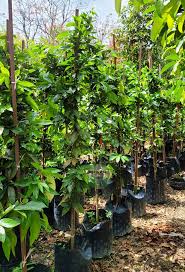 Image result for Cynometra alexandri