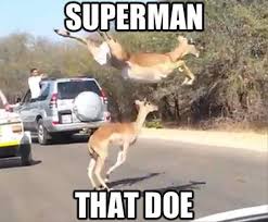 Superman That Doe Funny Pictures Funny Animals Funny