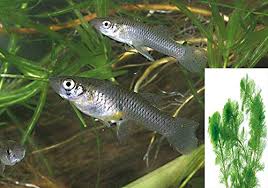 Many gardeners are adding fountains, ponds, and other water features to their landscapes. How To Get Rid Of Mosquito Larvae In Ponds Methods Compared Pond Informer