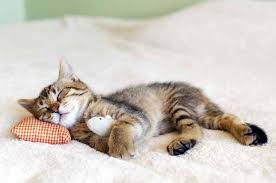 Bisa saja 'meong'nya merupakan tanda lapar, atau meraung tanda terancam dan marah. Cara Mengobati Penyakit Muntah Cacing Pada Kucing Dan Anjing