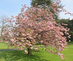 We did not find results for: Flowering Cherry Tree Guide Uk