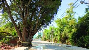 Image result for Crudia