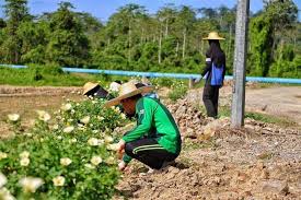 Babi mempunyai hidung yang mancung dan sangat cekap menghidu mangsa seperti cacing. Kawalan Secara Biologi Untuk Elak Serangan Babi Pada Tanaman Salah Satunya Dengan Tanam Pokok Bunga Turnera Keluarga