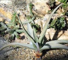 Image result for Aloe christianii