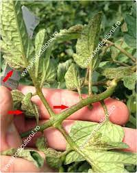 Frunzele plantelor atacate, devin filiforme prin reducerea suprafetei foliolelor, capatand aspectul de feriga, boala fiind cunoscuta si sub numele de boala frunzelor de feriga la tomate. Viroze Boli Cauzate De Virusuri La Plantele De Tomate Horticultorul Ro