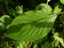 Image result for Ocimum urundense