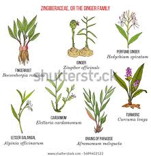 Image result for Zingiberaceae