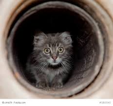 Wir wohnen in einer gemieteten doppelhaushälfte mit garten. Katze Entlaufen Was Tun Ein Ratgeber Vom Haustiermagazin