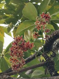 Image result for Sterculia