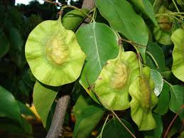 Image result for Pterocarpus