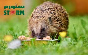 تكاثر القنفذ، وطرق تواصله، وتربيته في المنزل. Storm Author At Ø³ØªÙˆØ±Ù… Storm Ø§Ù„ØµÙØ­Ø© 4 Ù…Ù† 6