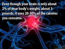 Atp is essential for contraction among other fuel sources including carbohydrates, fatty acids, and in some instances, protein. Is The Brain Fueled By Fat Protein Or Carbs