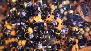 Social bee hives have many bees and each bee has many jobs such as producing combs, nourishing their they exist in hives and produce honey. Bumblebee Hive Take A Look Inside Youtube