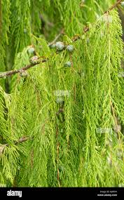Image result for Cupressus funebris