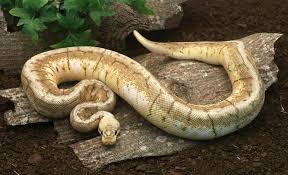 Check spelling or type a new query. Spinner Blast Cinnamon Ball Python Album On Imgur