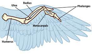 Bird Anatomy Drawing Step 5 Wing Anatomy Wings Drawing Bird Wings