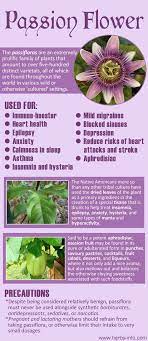 Uses And Benefits Of Passion Flower Healing Herbs Herbalism Herbal Healing