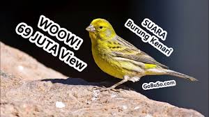 Check spelling or type a new query. Harga 4 Jenis Burung Kenari Merah Gacor Suara Gambar