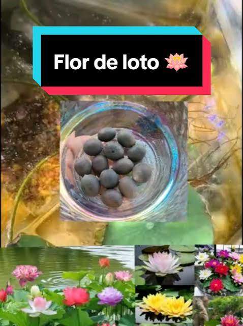 Compra semillas de flor de loto en Guatemala