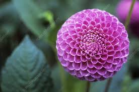 Image result for Dahlia sp. (cultivar)