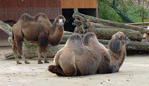 There are two extant species of camels, the dromedary or arabian camel, camelus dromedarius, which has a single hump. Frankfurt Zoo Is Pleased With New Addition To The Bactrian Camels Frankfurt Tipp