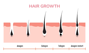 Once the hair growth cycle starts, it should keep going and never stop. Hair Growth And Hair Loss Imami Hair Restoration