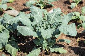 Crop stages of broccoli cabbage. Why Won T My Broccoli Form Heads 9 Essential Tips Gardener S Path