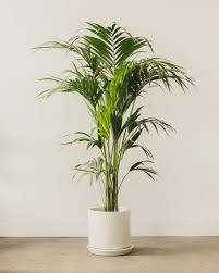 Image result for Howea