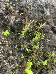 Image result for Cochlidium serrulatum