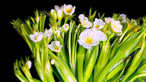 Image result for Ottelia