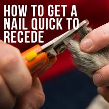 Most breeds of dogs do not like their nails cut. How To Make A Dog S Nail Quick Recede Pethelpful