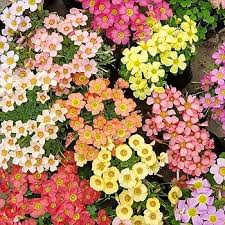 Image result for Oxalis purpurascens