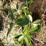 Image result for Manilkara mochisia