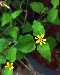 Image result for Synedrella