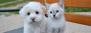 At our facility, we are dedicated to helping animals live a long and happy life. Affordable Pet Care Tulsa Veterinarians