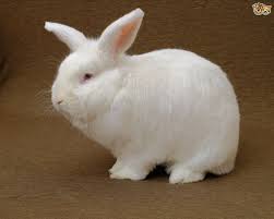 New Zealand Rabbit Breed Facts Highlights Buying Advice Pets4homes