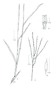 Image result for Digitaria debilis